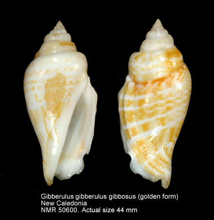 Gibberulus gibberulus gibbosus (9).jpg - Gibberulus gibberulus gibbosus (Röding,1798)